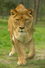 Obraz na płótnie Canvas Female lioness walking forward