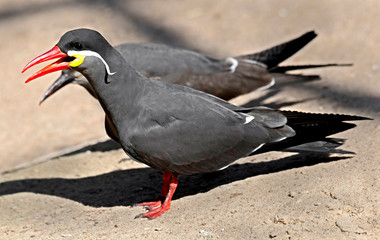 Inca tern. Latin name - Larosterna inca