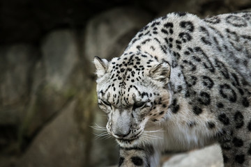 Beauitiful Snow Leopard at a local zoo.