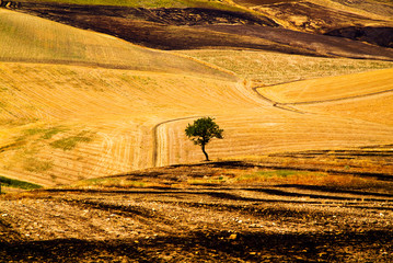 Lonely tree among the stubble, Apulia, Italy