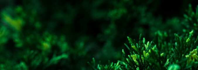 Dark green color background. Vegetative background, branches, close-up, blurred bokeh background. Dark beautiful green.