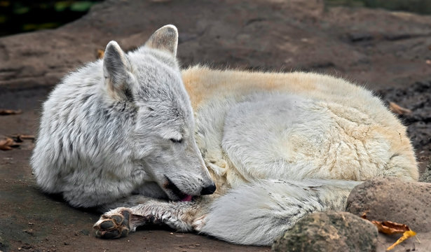 Polar wolf. Latin name - Canis lupus arctos