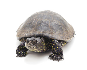 One beautiful turtle.