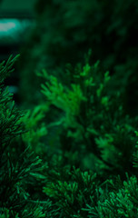 Fototapeta na wymiar Dark green color background. Vegetative background, branches, close-up, blurred bokeh background. Dark beautiful green.