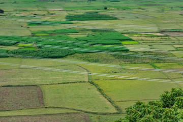 electrical transmission crosses greenery paddy field looking awesome in divided farmland.