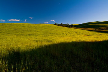 Blue sky and crops in the spring season, Apulia, Italy