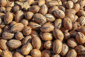 Pecan pile