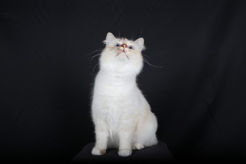 chat, chaton, blanc, animal, animal de compagnie, joli, felidae, chat, domestique, fourrure, yeux,...
