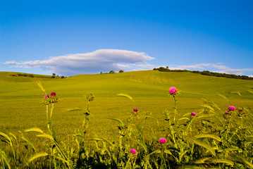 Apulian panorama in the spring season, Italy