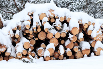 Winter, cold, snowing. Forest sawn for processing. Stacked in a pile. snow is poured