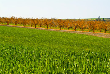 Wheat fields and orange olive grove, Apulia, Italy