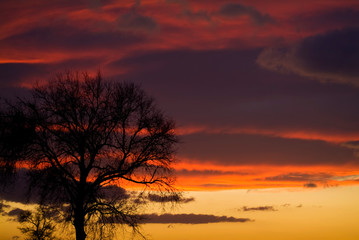 Fototapeta na wymiar Sunset with lonely tree, Apulia, Italy