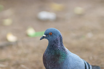 Close up Portrait of rock dove on green grass