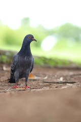 Close up Portrait of rock dove on green grass