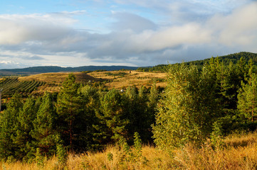 forest, trees, space, sky, nature, landscape, walk