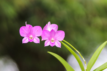 Close up of a beautiful thai orchid floweron green background