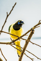 Geai vert, oiseau jaune à tête noire