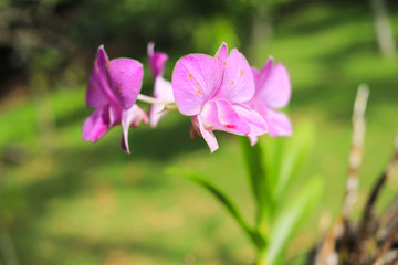 Obraz na płótnie Canvas Close up of a beautiful thai orchid floweron green background