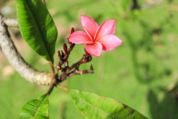Close up of a beautiful red frangipani flower on green background