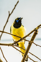 Fototapeta premium Geai vert, oiseau jaune à tête noire