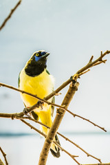 Naklejka premium Geai vert, oiseau jaune à tête noire