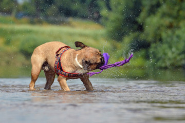 Brown French Bulldog standing in river shaking a dog toy with water drops flying all around