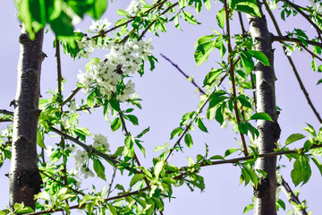 bloom. цветение 