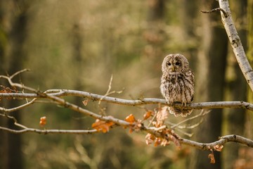Portrait of tawny owl, Strix aluco, with dark black eyes and white and brown feathers sitting on branch in the forest with dry leaves on the branch, blurry background, copy space