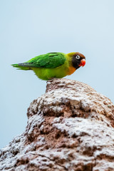 Petit perroquet inséparable à joues noires