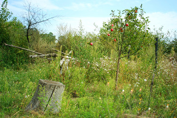 Beautiful rural summer landscape with apple tree and stump