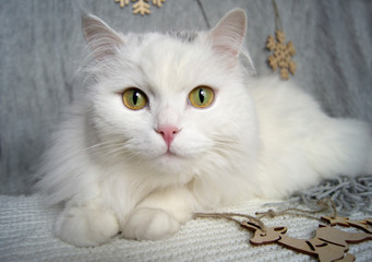 White beautiful cat with green eyes lies on a gray scarf on the background of a Christmas tree and holiday decorations, festive, wooden ornaments, black balls