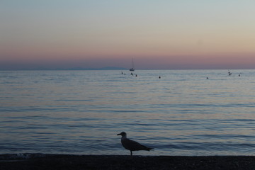 gabbiano in riva al mare al tramonto