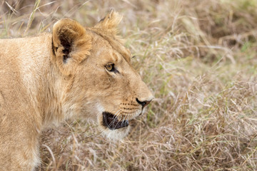 Fototapeta na wymiar Lioness face in profile