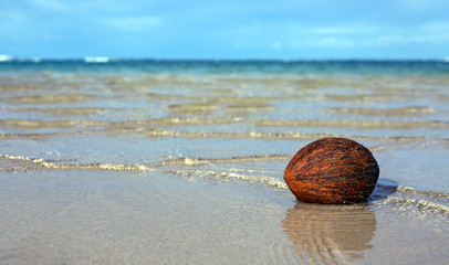 Coconut on caribbean beach and blue sky.