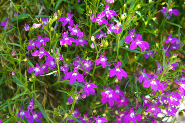 Lobelia erinus purple flowers with green background