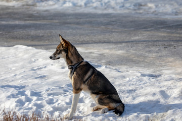 The Alaska Husky is a medium to large polar dog