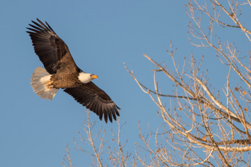 bald eagle in flight