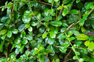 Ehretia microphylla or carmona retusa or fukien tea tree green plant