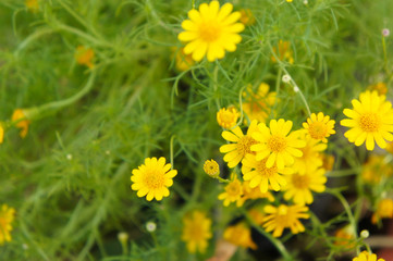 Thymophylla pentachaeta or fiveneedle pricklyleaf or golden dyssodia or dogweed yellow flowers with green 