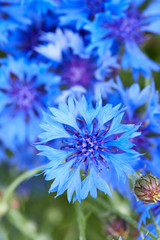 Blue flowers of cornflowers