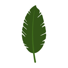 Palm Leaf - Single green palm leaf isolated on white background