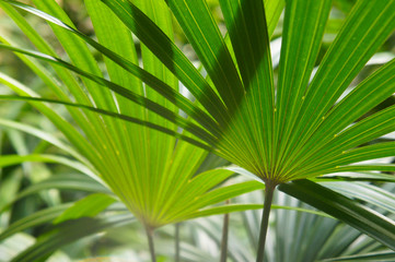 Chamaerops humilis dwarf fan palm green leaves - obrazy, fototapety, plakaty