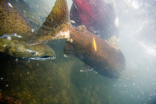 BATTLE CREEK, CA: Chinook or King Salmon (oncorhynchus tshawytscha) swimming up Battle Creek.