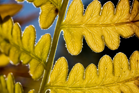 Detail of fern, Upper Tejon Canyon on the Tejon Ranch.