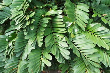 Zamia furfuracea or cardboard palm green foliage background