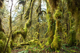Hoh River Rain Forest. Olympic National Park, WA