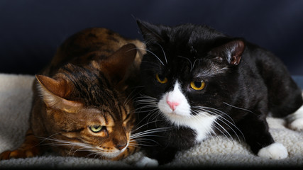 chat, animal, animal de compagnie, chaton, joli, felidae, domestique, fourrure, chat, yeux,...