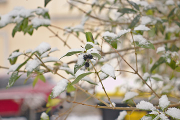 schwarze Früchte und grüne Blätter einer Lorbeerkirsche im Winter