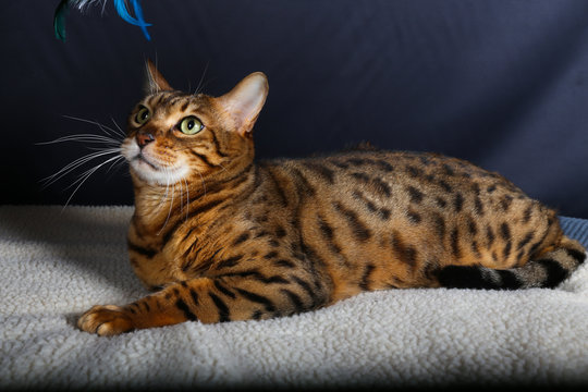 Chat Animal Animal De Compagnie Chaton Joli Felidae Domestique Fourrure Chat Yeux Portrait Blanc Noir Gris Animal De Compagnie Mammifere Chat Tigre Yeux Jeune Regardant Favoris Ch Stock Photo Adobe Stock