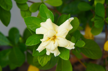 Obraz na płótnie Canvas Gardenia jasminoides or cape jasmine yellow flower with green foliage